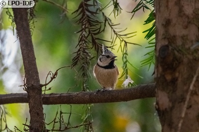 Mésange huppée