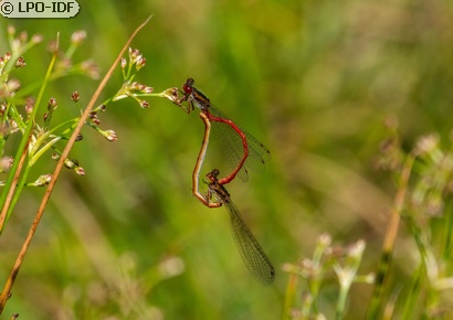 Agrion délicat