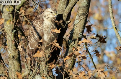 Buse variable