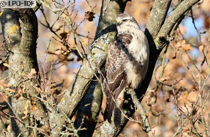 Buse variable