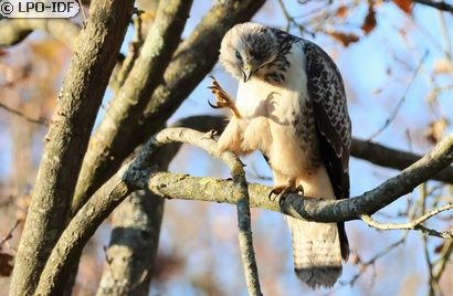 Buse variable
