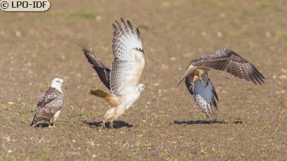 Buse variable