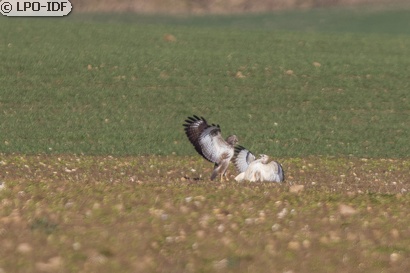 Buse variable