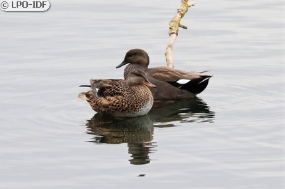 Canard chipeau