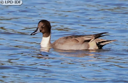Canard pilet