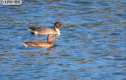 Canard pilet