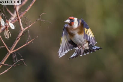 Chardonneret élégant