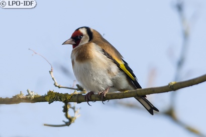 Chardonneret élégant