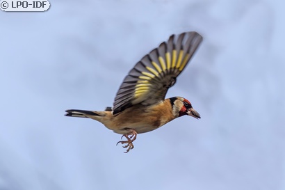Chardonneret élégant