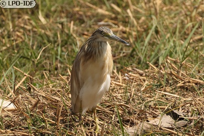 Crabier chevelu