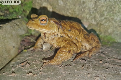 Crapaud commun