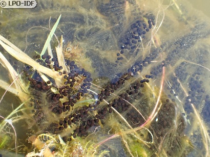 Crapaud commun