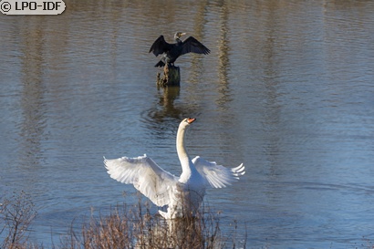 Cygne tuberculé