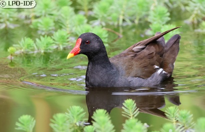 Gallinule poule-d'eau