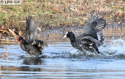 Gallinule poule-d'eau
