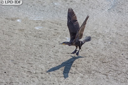 Grand Cormoran