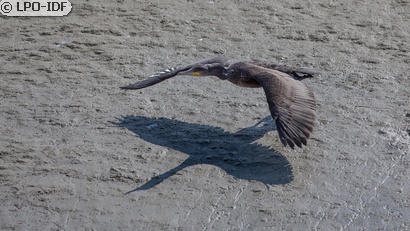 Grand Cormoran