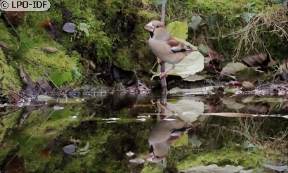 Grosbec casse-noyaux