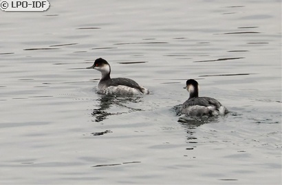 Grèbe à cou noir