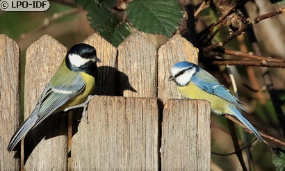 Mésange bleue