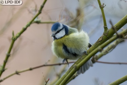 Mésange bleue