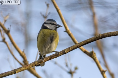Mésange bleue