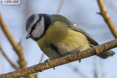 Mésange bleue