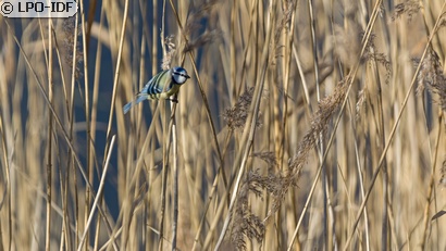 Mésange bleue