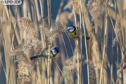 Mésange bleue