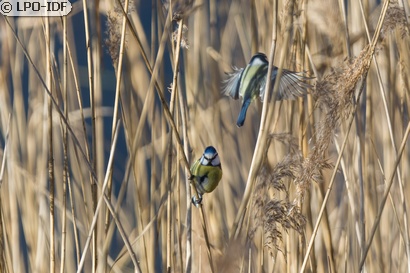 Mésange bleue