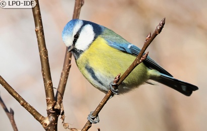 Mésange bleue
