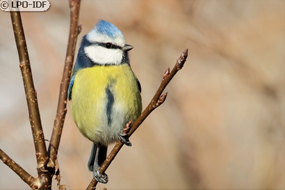 Mésange bleue