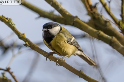 Mésange charbonnière