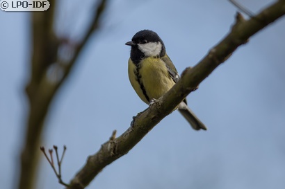 Mésange charbonnière