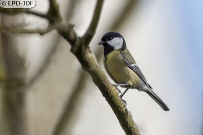 Mésange charbonnière