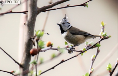 Mésange huppée