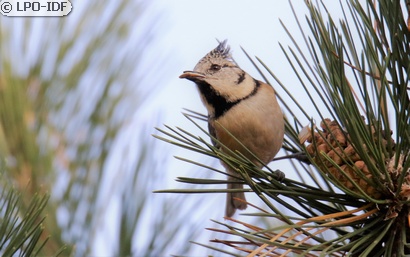 Mésange huppée