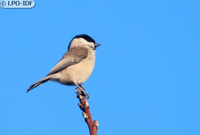 Mésange nonnette
