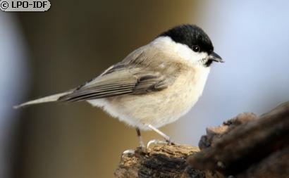 Mésange nonnette