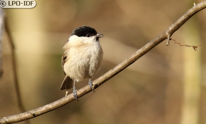 Mésange nonnette