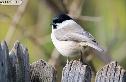 Mésange nonnette