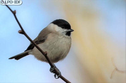 Mésange nonnette