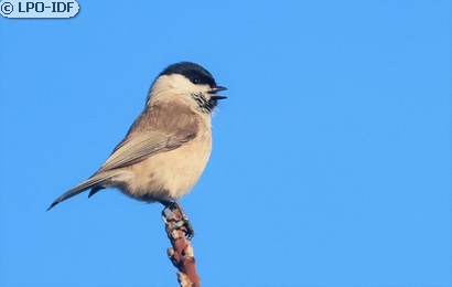 Mésange nonnette