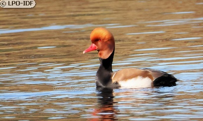 Nette rousse