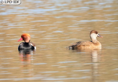 Nette rousse