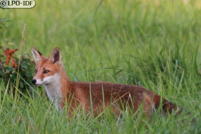 Renard roux