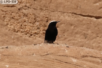 Traquet à tête blanche