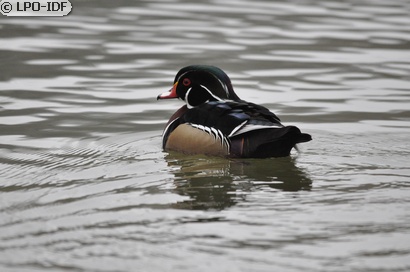 Canard carolin