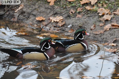 Canard carolin