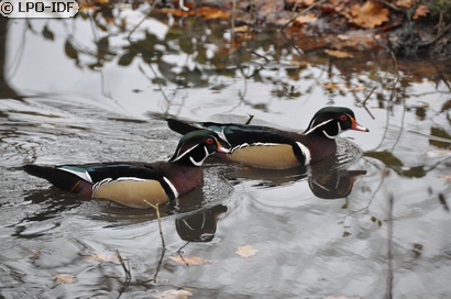 Canard carolin